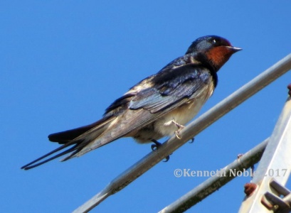 barn swallow (Hirundo rustica) Kenneth Noble